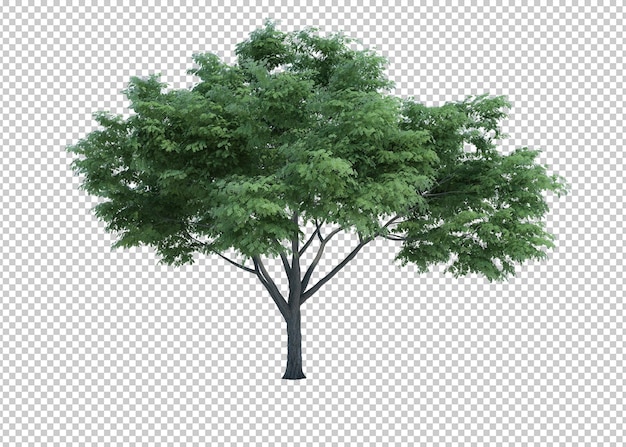 Rendering 3D Natura oggetto albero isolato