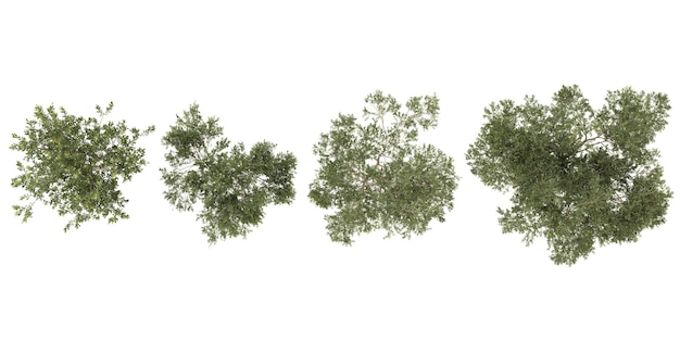 Rendering 3D de Olea Trees en un fondo transparente desde la vista superior
