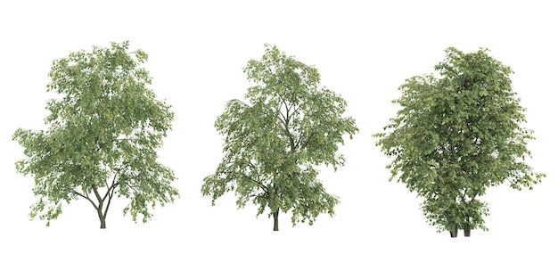 Rendering 3D de l'orme glissant isolé sur un fond blanc solide