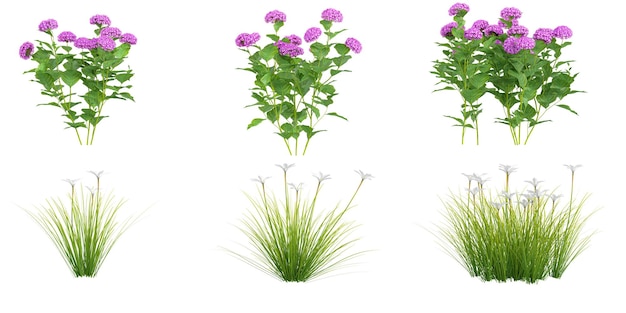 Rendering 3D de las plantas de hortensia macrophyllaZephyranthes candida con fondo transparente