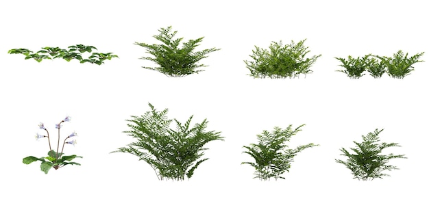 Rendering 3D de plantes de CorallodiscusDavallia sur un fond transparent