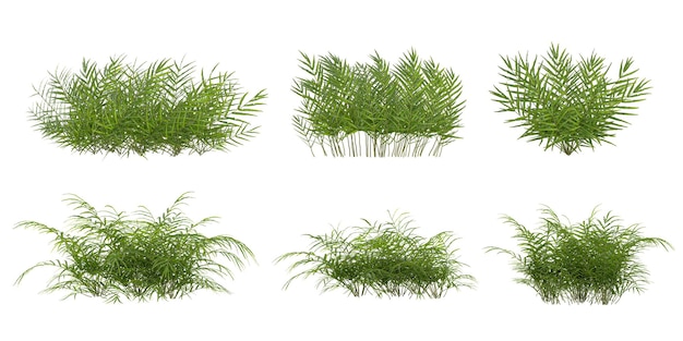 Rendering 3D de plantes de fougère sur un fond transparent