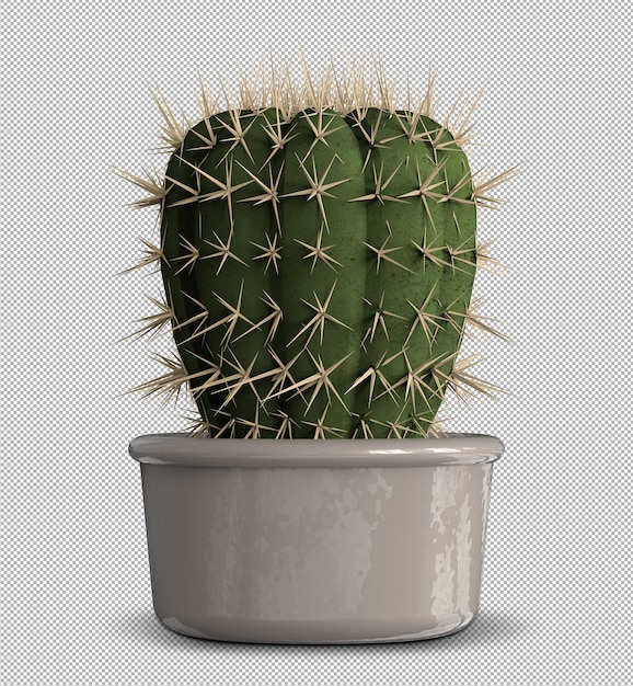 Rendering 3d realistico di cactus isolato