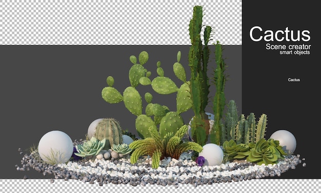 Rendering 3D vari tipi di accordi di cactus