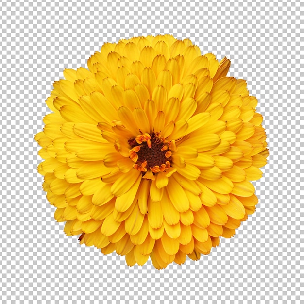 Rendering aislado de la flor de caléndula amarilla