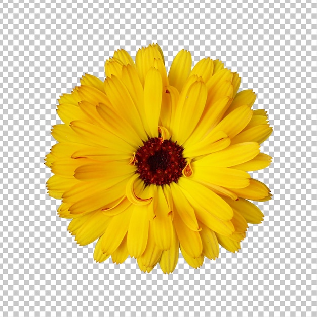 PSD rendering aislado de la flor de caléndula amarilla