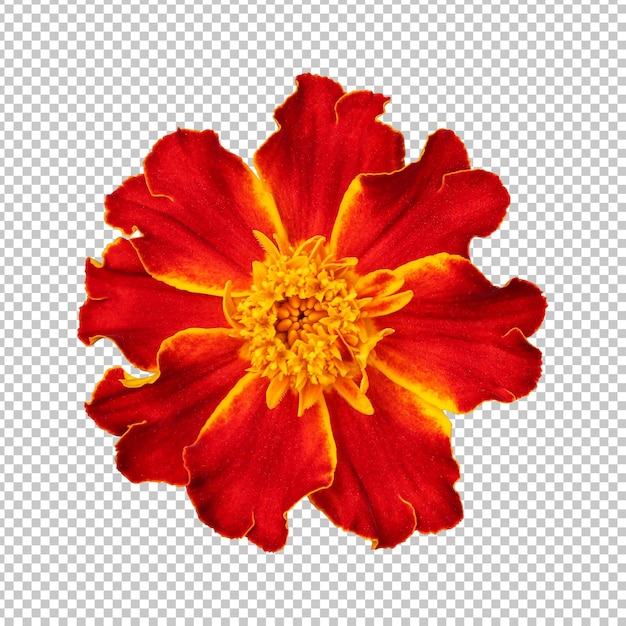 PSD rendering aislado de la flor de caléndula marrón