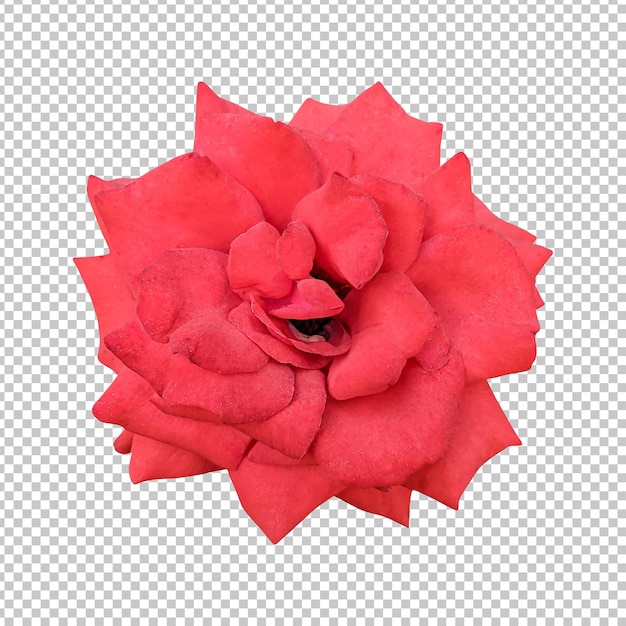 PSD rendering aislado de la flor de la rosa naranja