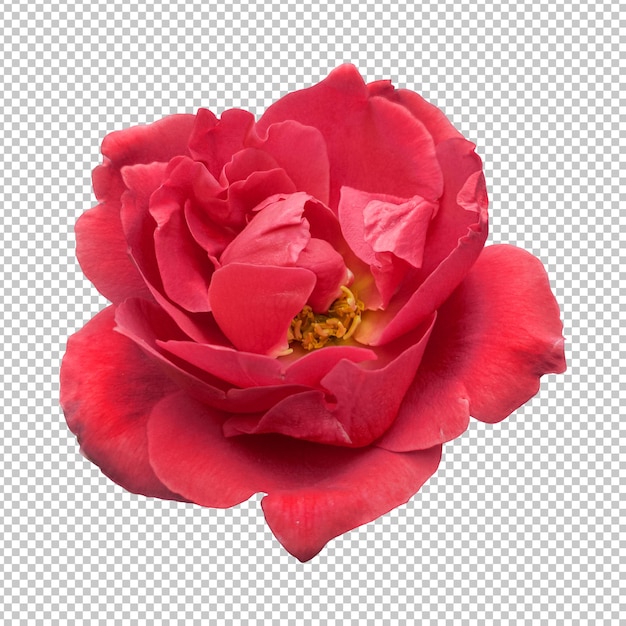 Rendering aislado de la flor de la rosa roja