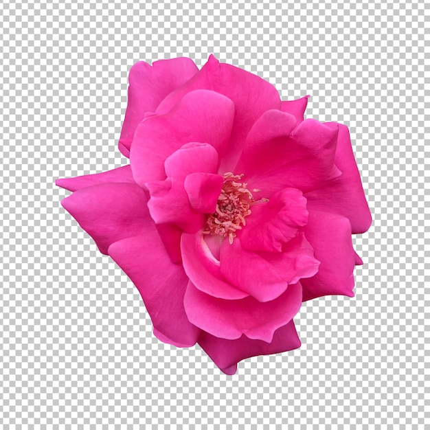 PSD rendering aislado de la flor de la rosa