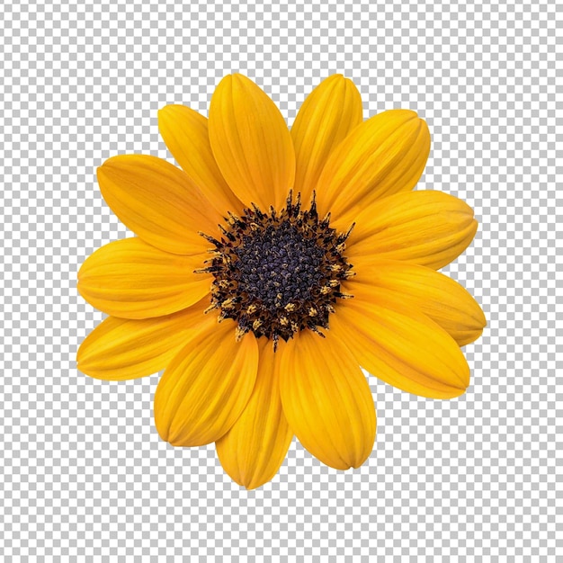 Rendering aislado de girasol de delta amarillo