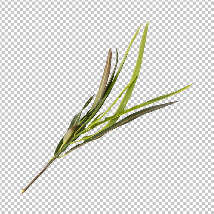 PSD rendering aislado de las hojas de codiaeum variegatum