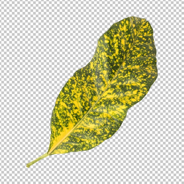 Rendering aislado de hojas de Codiaeum variegatum