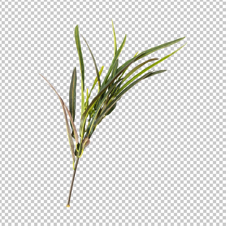 PSD rendering aislado de las hojas de codiaeum variegatum