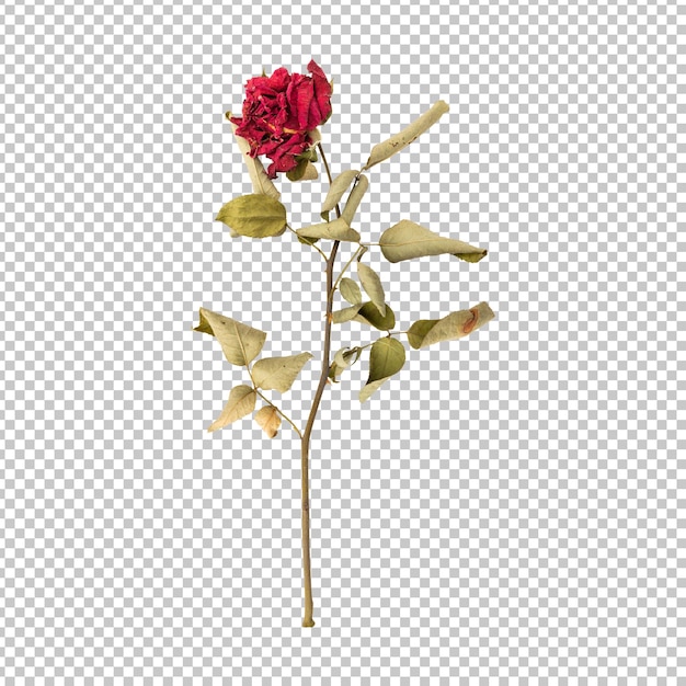 PSD rendering aislado del tallo de la flor de la rosa muerta seca