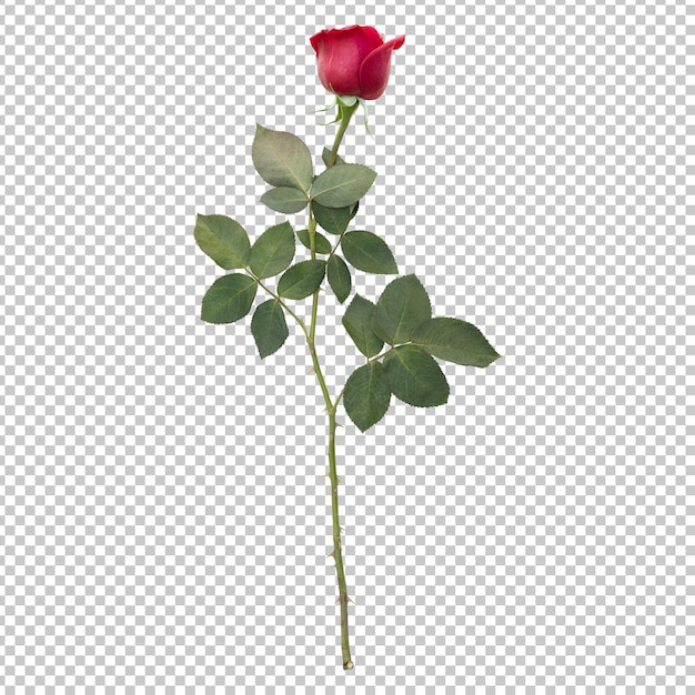 Rendering aislado del tallo de la flor de la rosa