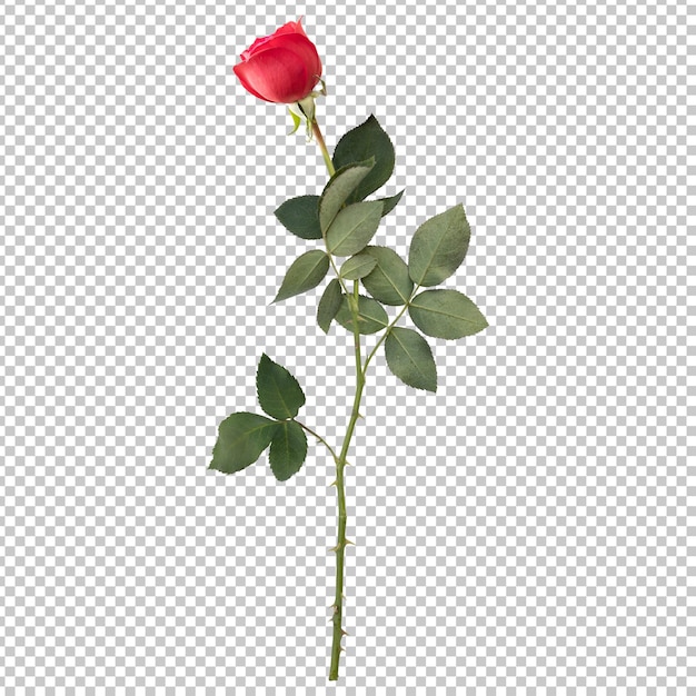 Rendering aislado del tallo de la flor de la rosa