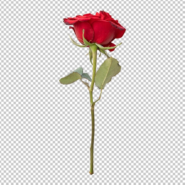 Rendering aislado del tallo de la flor de la rosa