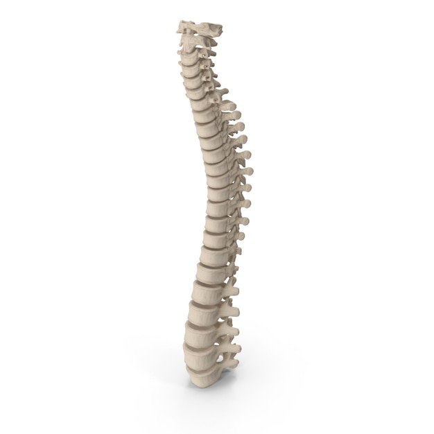 Rendering detallado en 3D de una columna vertebral humana que muestra vértebras y estructura esquelética