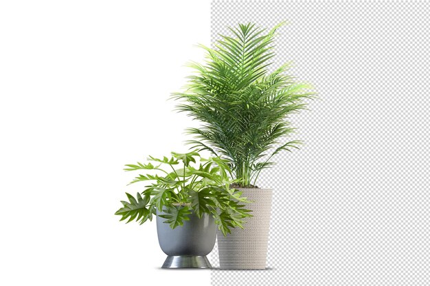 Rendering di piante isolate isometriche