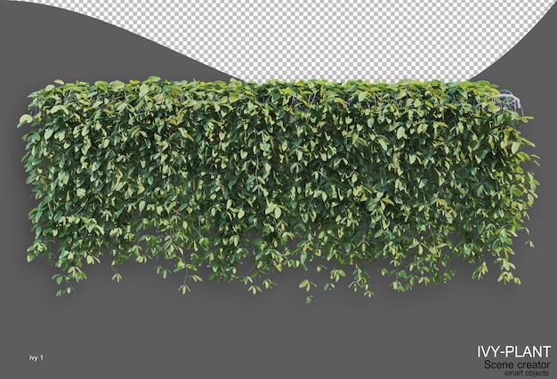 Rendering di varietà di disposizione di edera di stili
