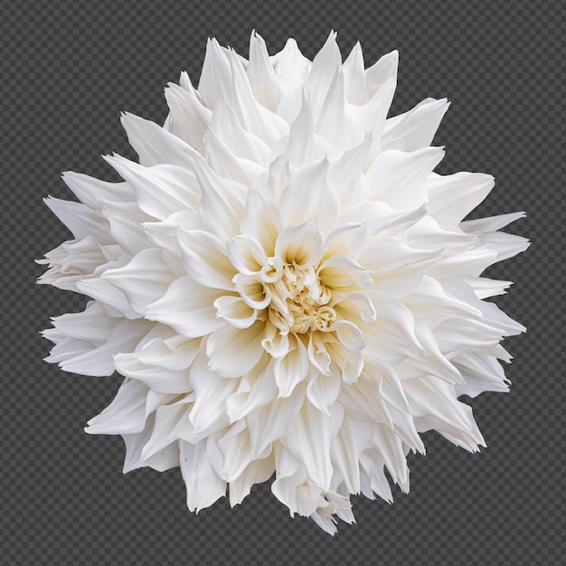 Rendering isolato del fiore della dalia bianca