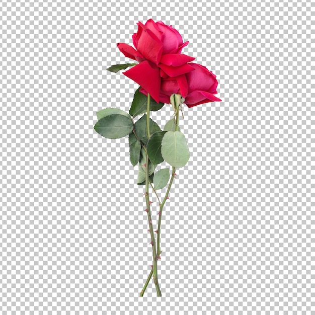 Rendering isolato di steli di fiori di rosa