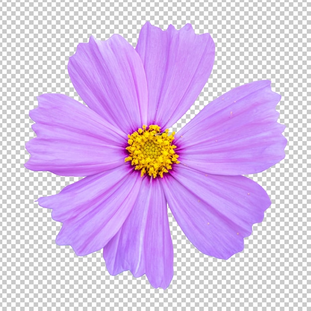 Rendering isolato fiore cosmo rosa