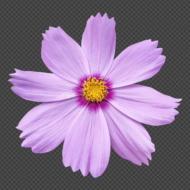 Rendering isolato fiore cosmo rosa