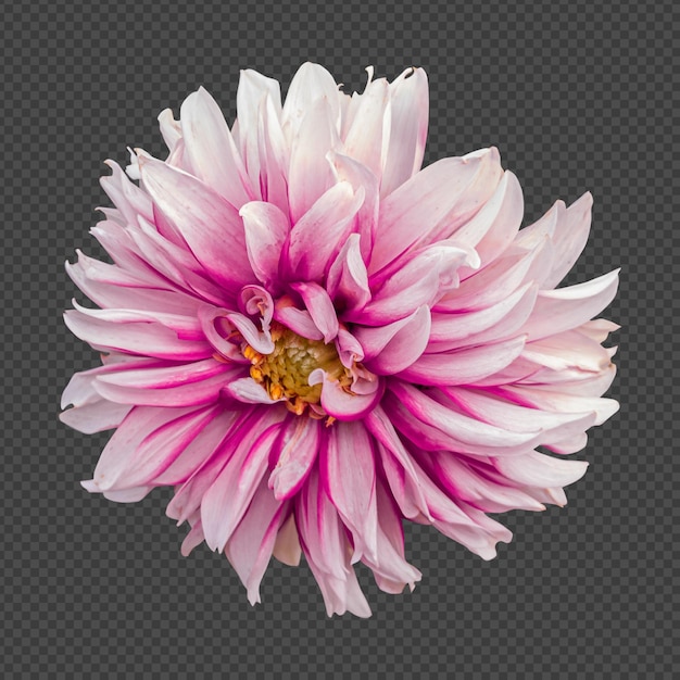 Rendering isolato fiore dalia bianco rosa