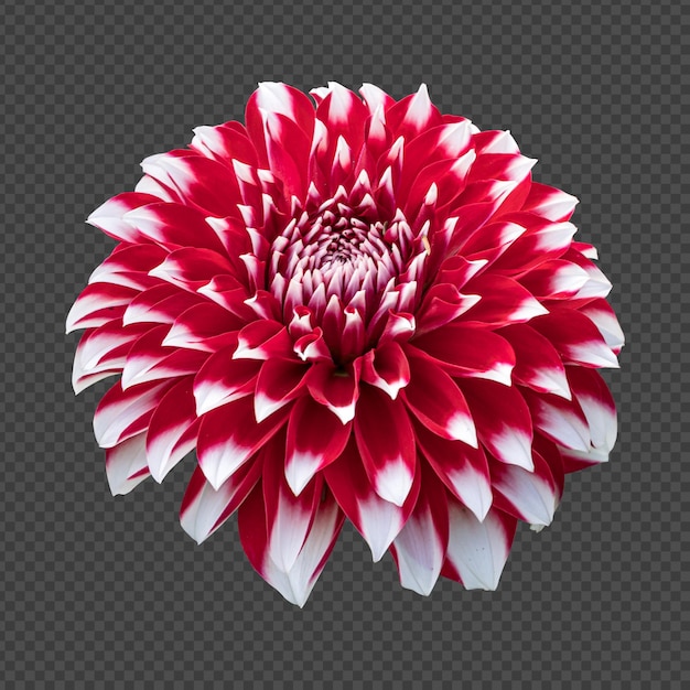 Rendering isolato fiore dalia rossa