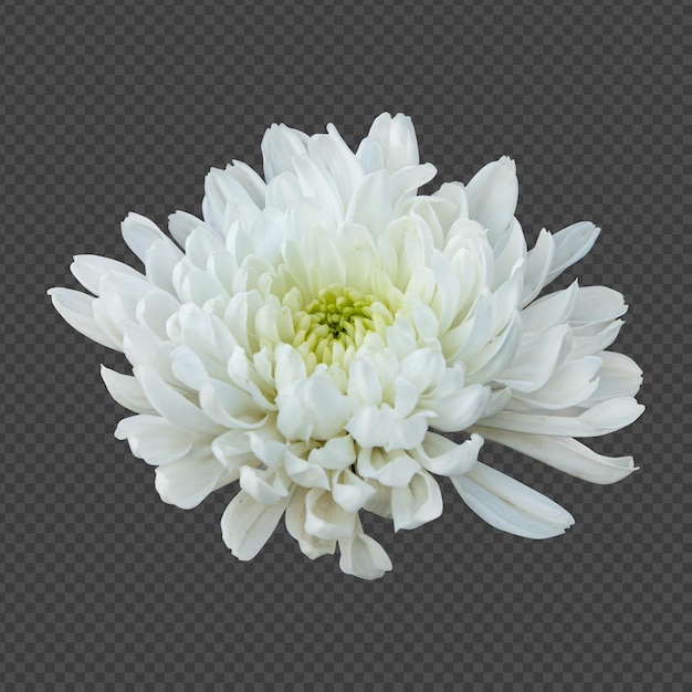 Rendering isolato fiore di crisantemo bianco