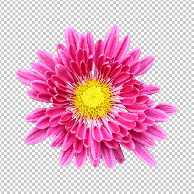 Rendering isolato fiore di crisantemo rosa
