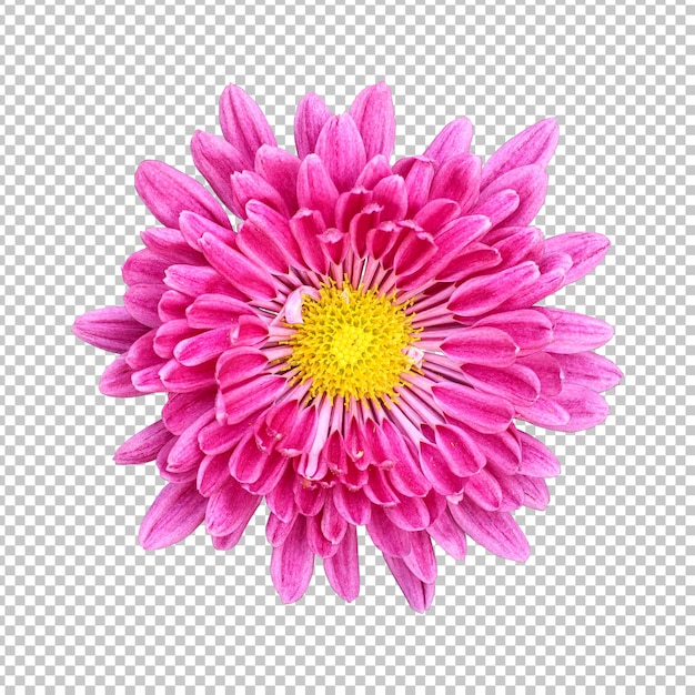 Rendering isolato fiore di crisantemo rosa