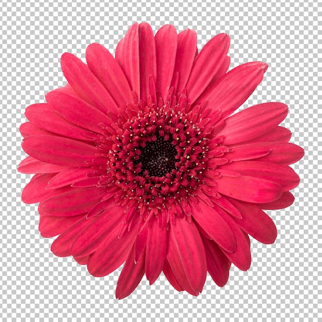 Rendering isolato fiore gerbera marrone rossiccio
