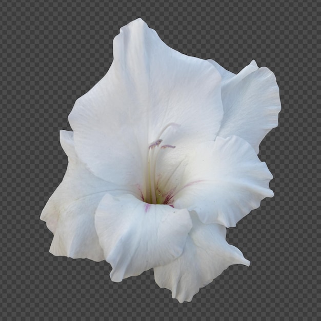 Rendering isolato fiore gladiolo bianco