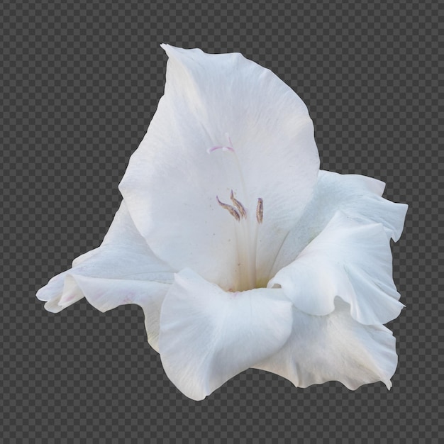 Rendering isolato fiore gladiolo bianco