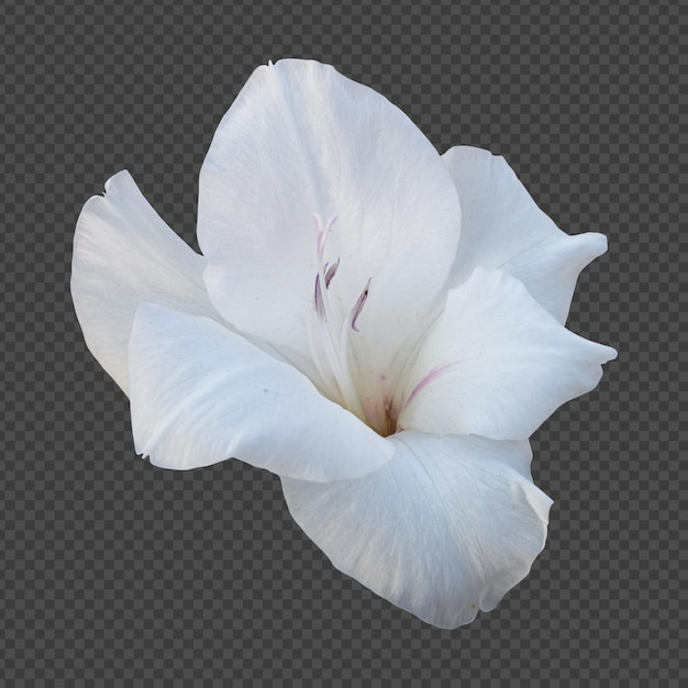 Rendering isolato fiore gladiolo bianco