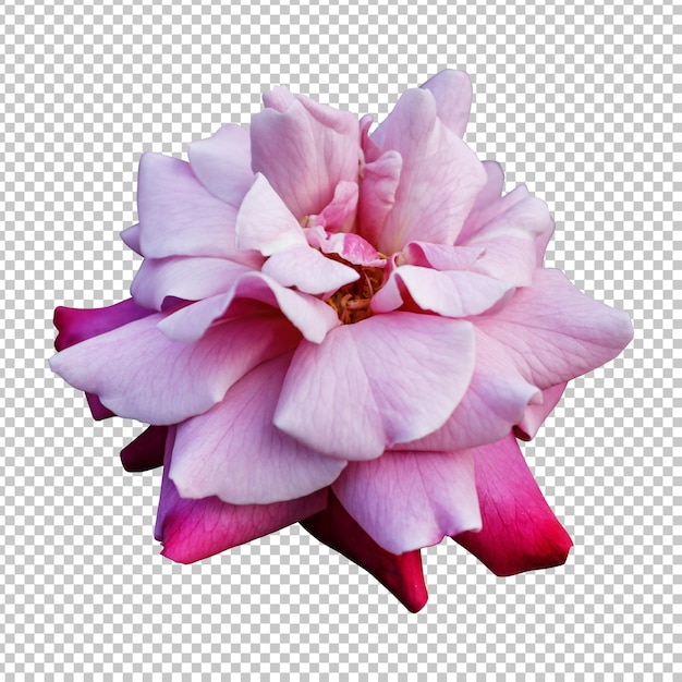 Rendering isolato fiore rosa rosa