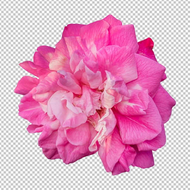 Rendering isolato fiore rosa rosa