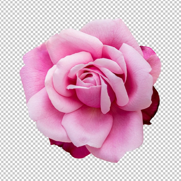 Rendering isolato fiore rosa rosa