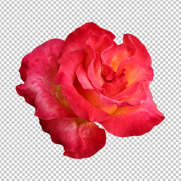 Rendering isolato fiore rosa rossa