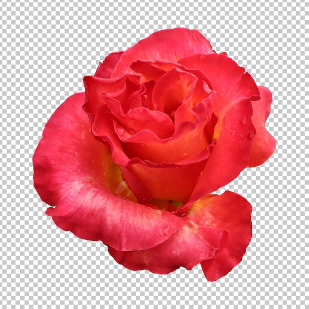 Rendering isolato fiore rosa rossa