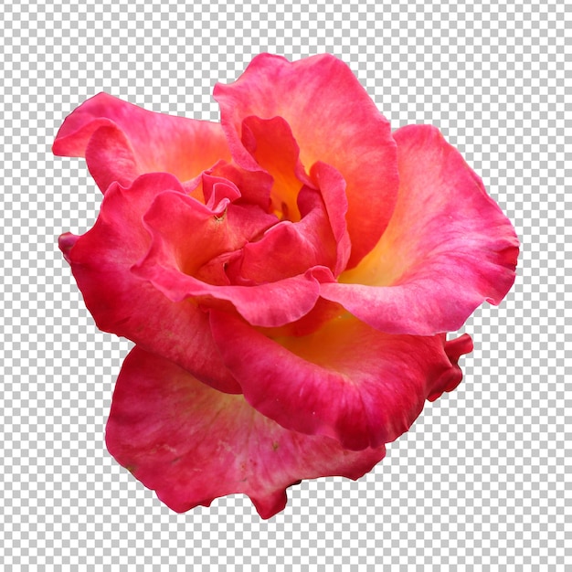 Rendering isolato fiore rosa rossa