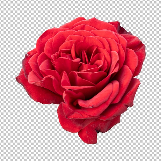 Rendering isolato fiore rosa rossa