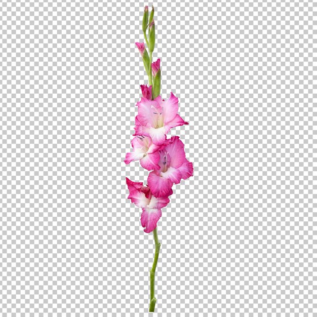 Rendering isolato gambo fiore gladiolo rosa