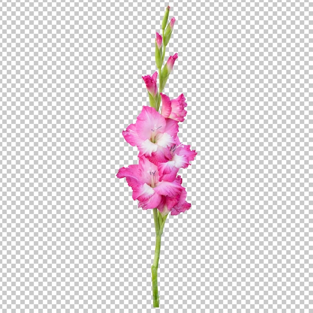 Rendering isolato gambo fiore gladiolo rosa