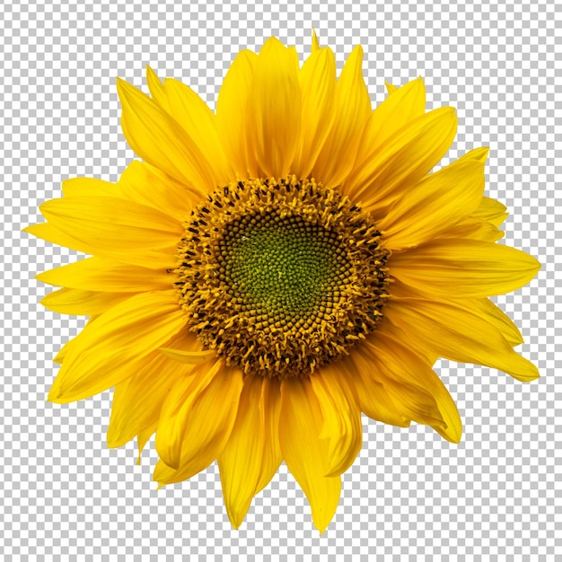 Rendering isolato girasole giallo