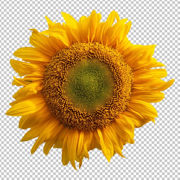 Rendering isolato girasole giallo
