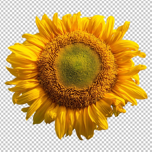 Rendering isolato girasole giallo